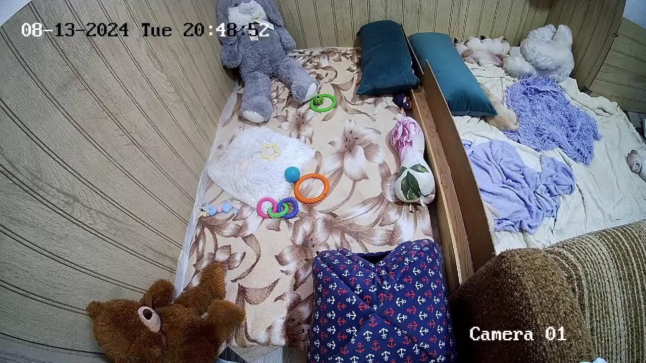 Щенки Лабрадора / ПРОДАЮТСЯ / НОВОСИБИРСК/ SHATSKIKH`S DOGS / 8-962-831-94-91/ Labrador puppies sale