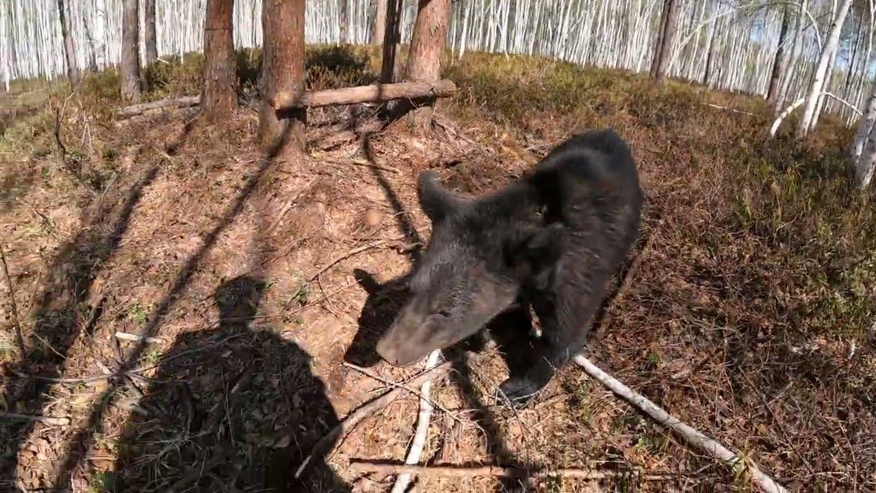 Медвежонок как пожарник на соревнованиях.