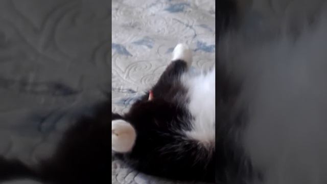 Тот случай когда коту не нужна самка. Кот ананист.