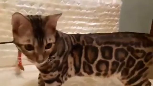 Бенгальский кот.
