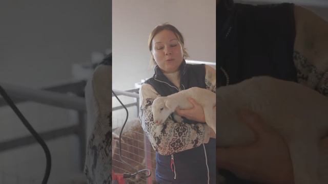 Наши барашки на ферме М2🐑🐑🐑