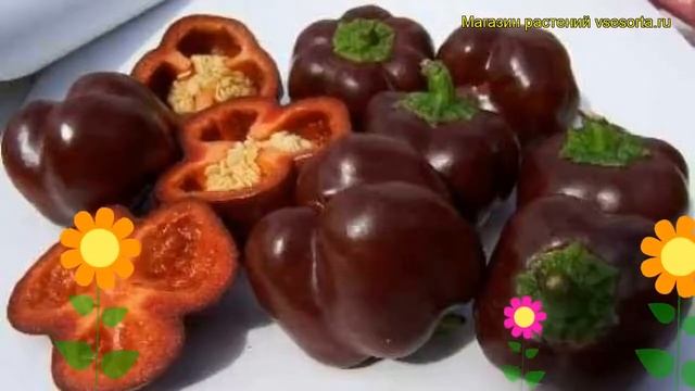 Перец сладкий Сладкий шоколад. Краткий обзор описание характеристик Sladkii shokolad
