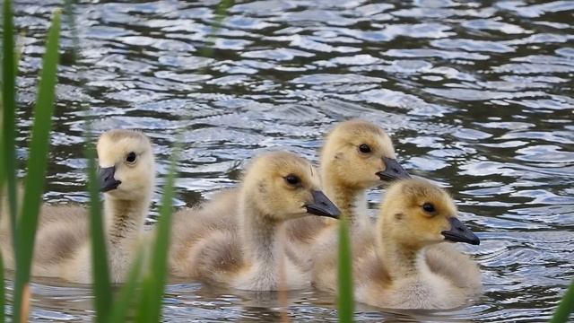 Nikon Coolpix P610 Samples