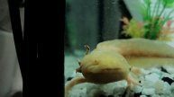 Уникальный вид "Аксолотли". Жизнь в аквариуме