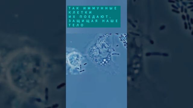 Бактерии и имуннитет