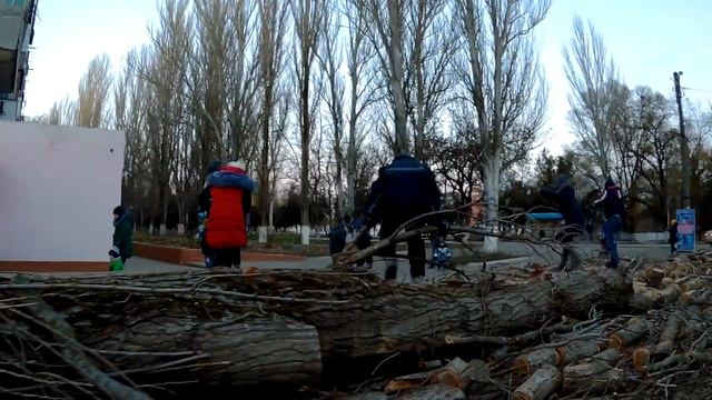 Спилили гигантский тополь в Аршинцево