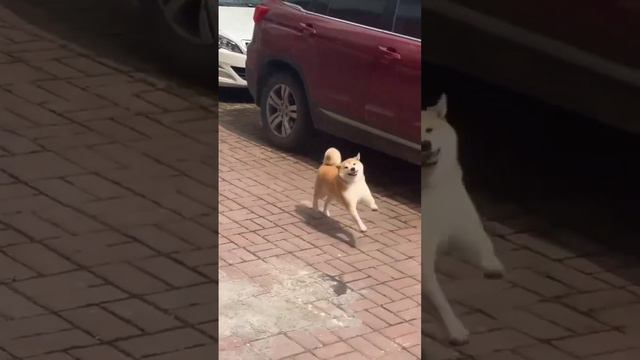 Самая счастливая собака в мире