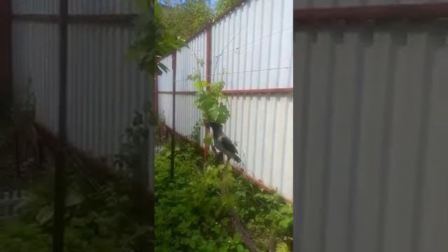 Вороненок
