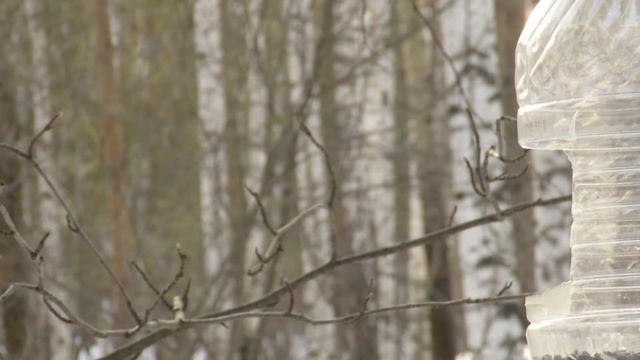 Снегири и синицы на зимней кормушке Bullfinches and tomtits on a winter feeding