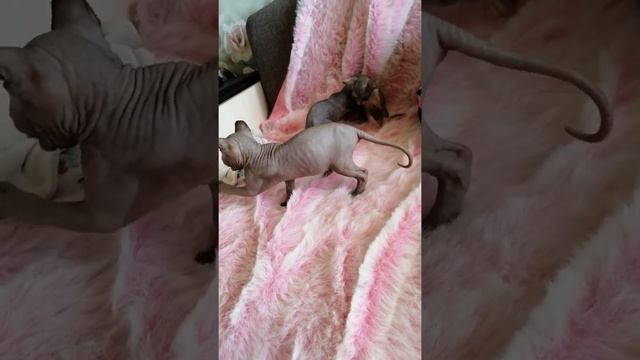Котята канадский сфинкс, две девочки и мальчик в наличии на 28.03.2021