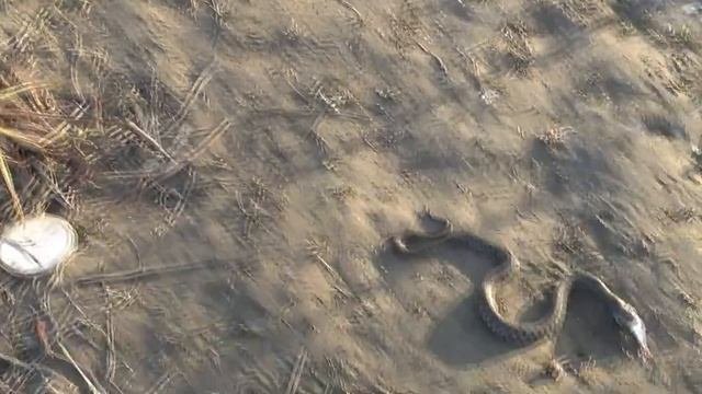 Змеи вышли на охоту. Snake  attack