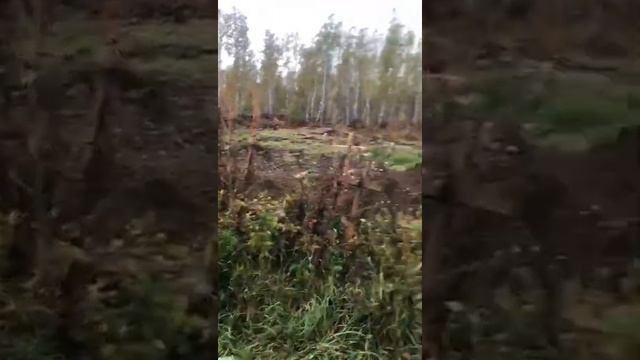 Эксгумация без родного
