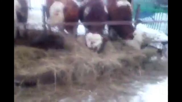 Кормление животных сеном разного состава . Мой опыт .