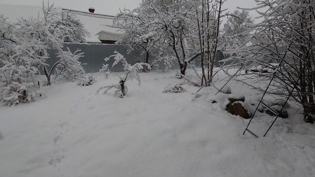 #ПРОДАЮ ЩЕНКОВ ЧИХУА 02/01/2021#РУССКАЯ ЗИМА - КРАСОТА КАК  В СКАЗКЕ#ПИТОМНИКМАРИМИСТИК#куплючихуа