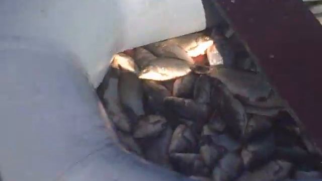 Андреевское вот это улов