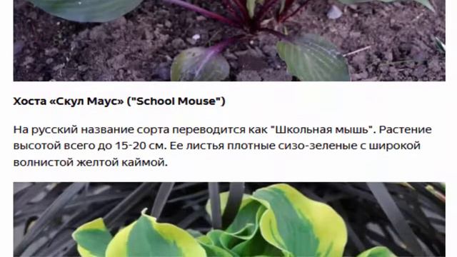 Интересные сорта хост  Продолжение