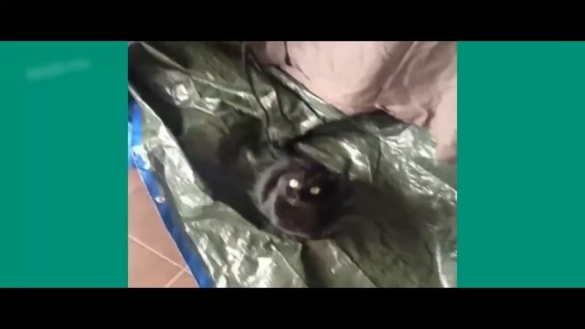 Я не знаю слова нет! Смешные животные! Приколы! Смешные коты! / Funny animals! Fun! Funny Cats!