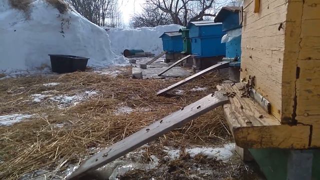 ПЧЕЛОВОДСТВО. ВЕСНА 2021 НА ПАСЕКЕ #МАРТ