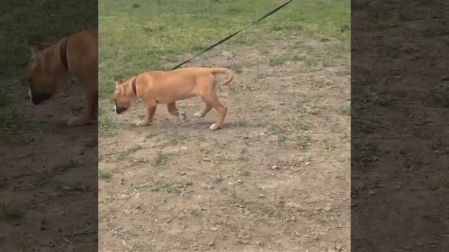 Как быстро выросла моя девочка питбуль ZARRA?