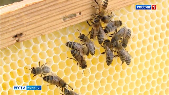 Тысячи пчелосемей погибли в Липецкой области с начала сезона