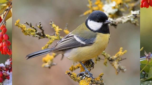 ? 12 ноября ? Синичкин день ? История и традиции праздника ? Самые удивительные факты о синицах ?