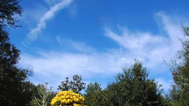 55th Annual Fall Outdoor Cascading Chrysanthemums