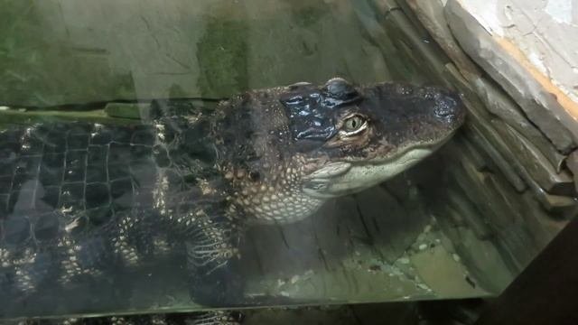 Аллигатор Миссисипский