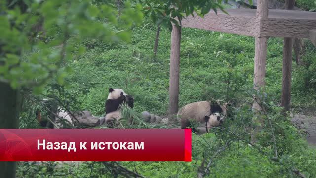 В Сычуани больших панд возвращают в дикую природу