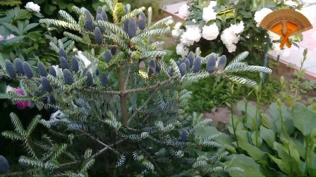 Грабли веерные Для любителей канала Грабли Лайф 17 07 21