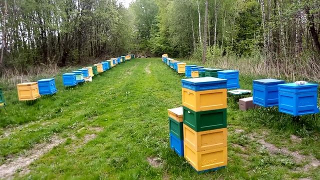Ситуация на пасеке. Польша. Погоды снова нет.