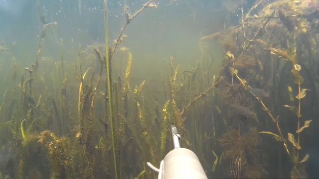 Днепр под водой... Подводная сьемка  SJcam 4000