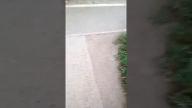 Как меня Чуть не укусила Оса