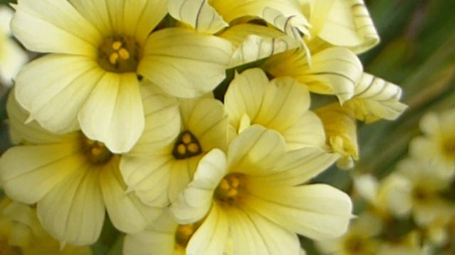 Yellow-eyed grass - Sisyrinchium striatum - Blómaseimi - Randalilja - Íris