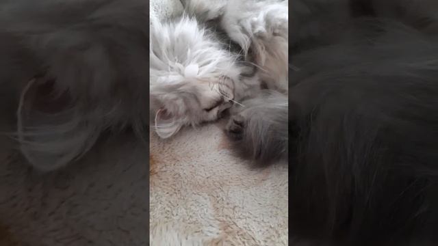 Всем Доброй Ночи ?Сладких Снов ??❤??