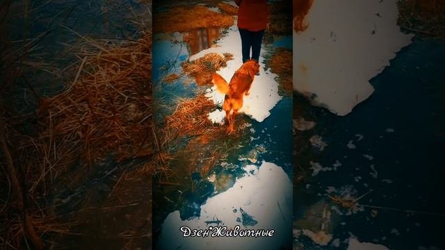Собачки