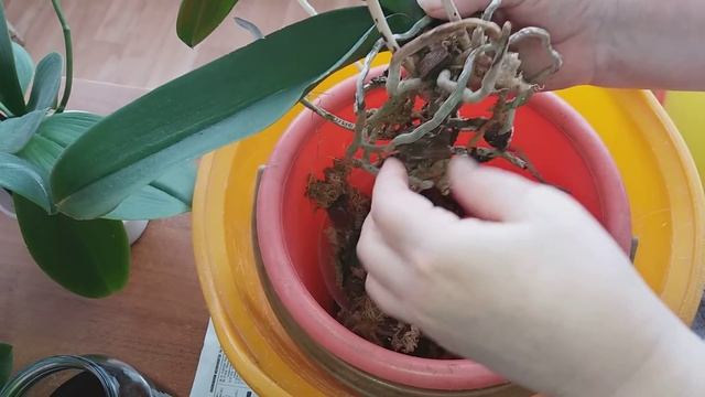 Орхидеи. Плесень. Вытаскиваю из горшка
