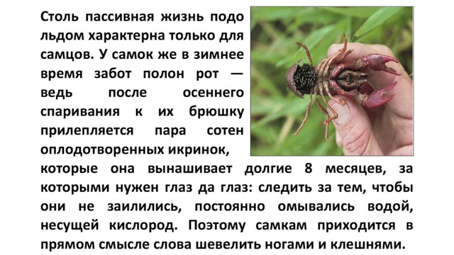 Подледный дайвинг