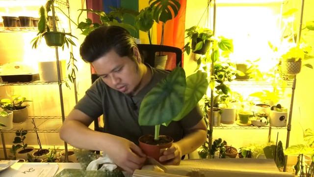 Unboxing: Little Eden Tropicals: Alocasia Dragon Scale and Green Shield