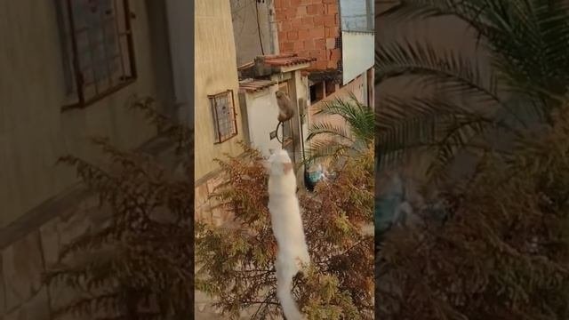 VID_20231125_024951_860.mp4