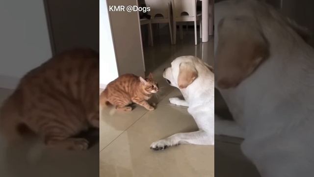 Дай-ка я судьбу испытаю😠😡😂 ( видео про собак и кошек )
