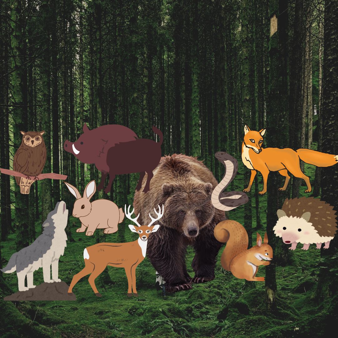 Лесные животные на английском для детей (фото/видео и их звуки)