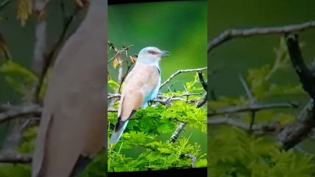КАК ПРЕКРАСЕН ЭТОТ МИР ???
