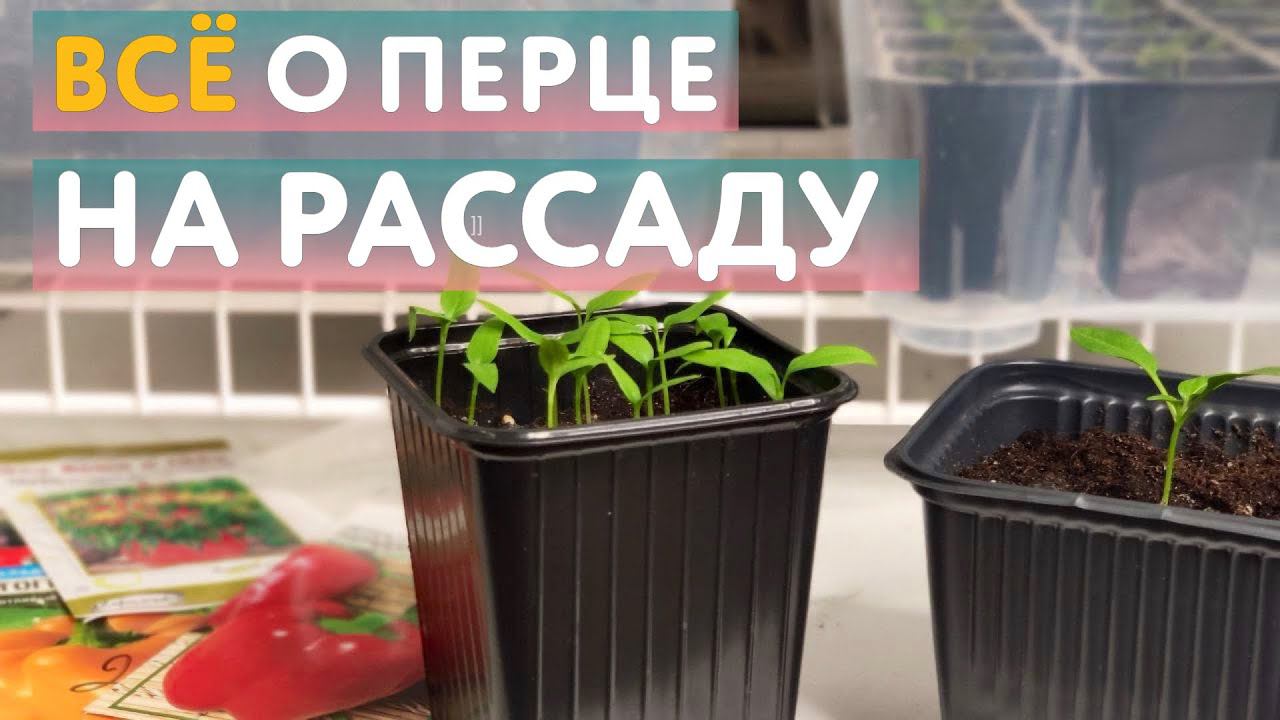 Всё о посеве перцев на рассаду: когда сеять, в какие емкости, нужно ли подкармливать и пикировать