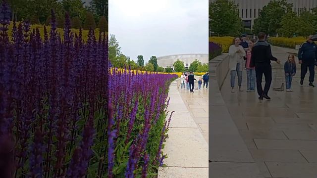 Цветение лаванды в парке Галицкого Краснодар 🌞