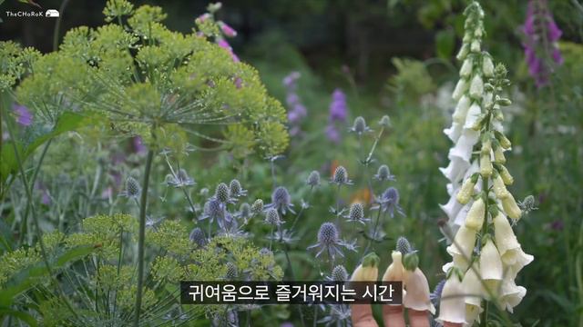 (SUB)5년차 정원의 일년모습 | my last year's garden | 2021년 정원 영상 모음