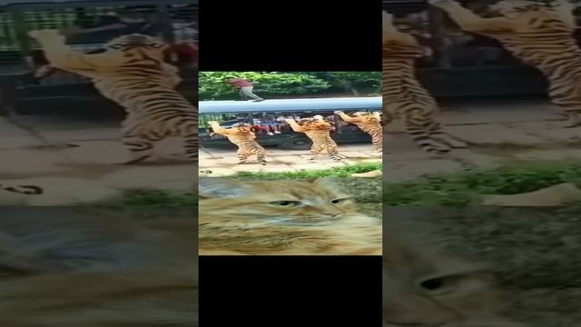 Тигры захватили людей в заложники