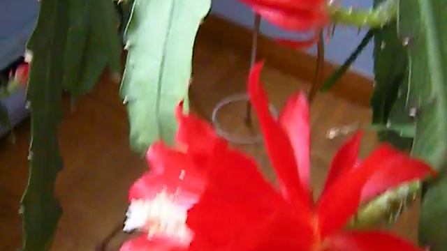 Blooming Red Cactus