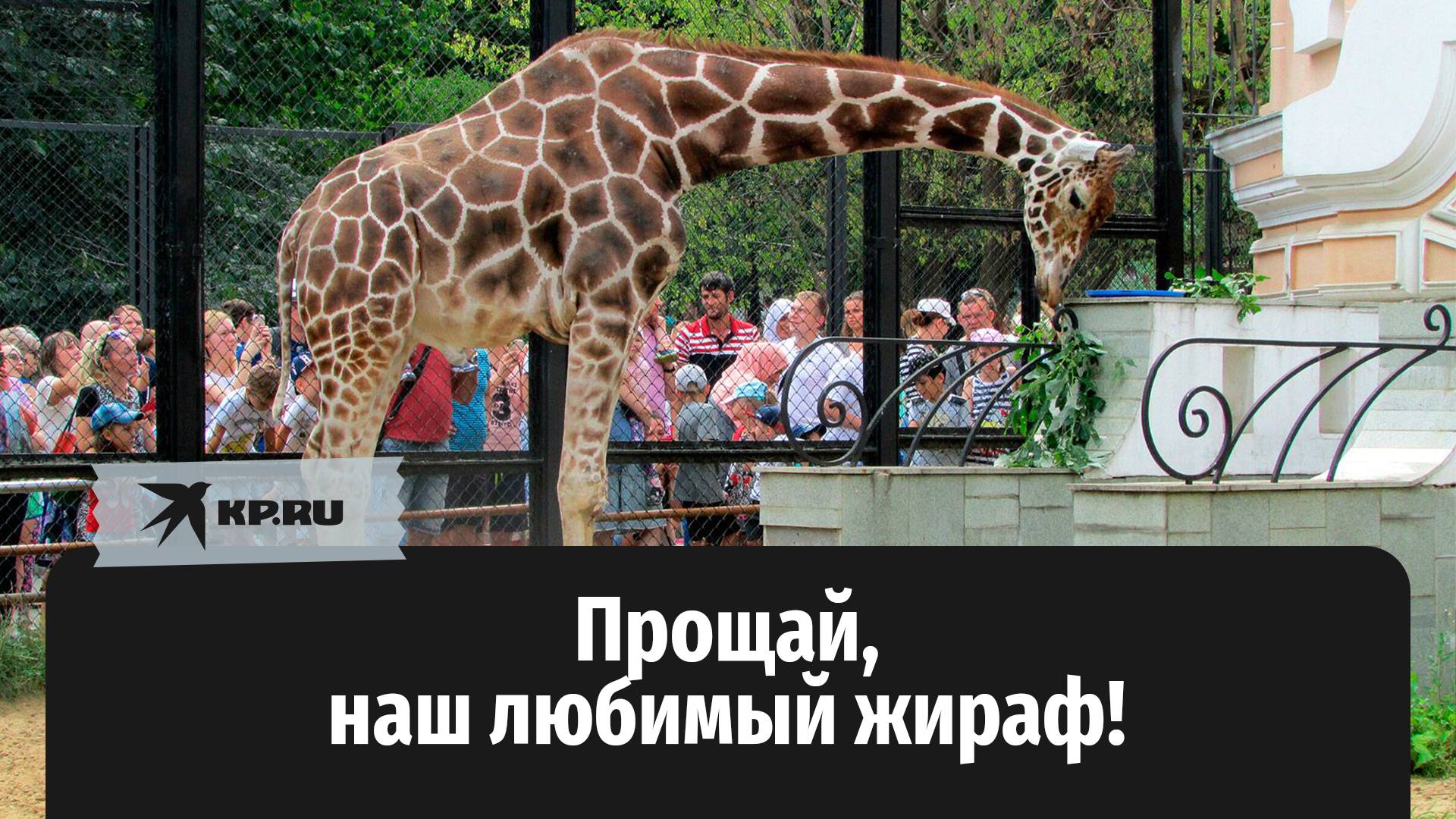 Легендарный Самсон Гамлетович умер в Московском зоопарке