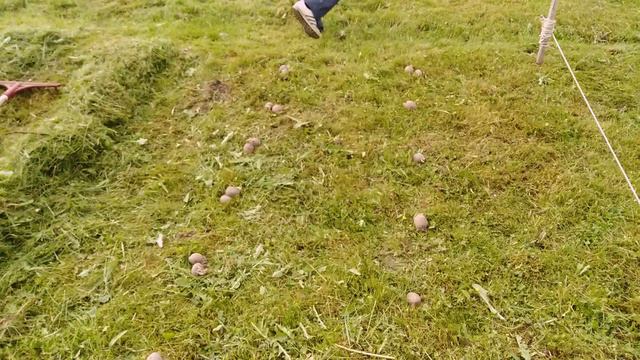 Посадка картошкипод траву для ленивых