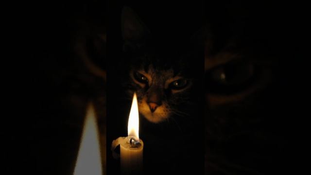 Ужасная тайна! Почему у котов ночью светятся глаза?